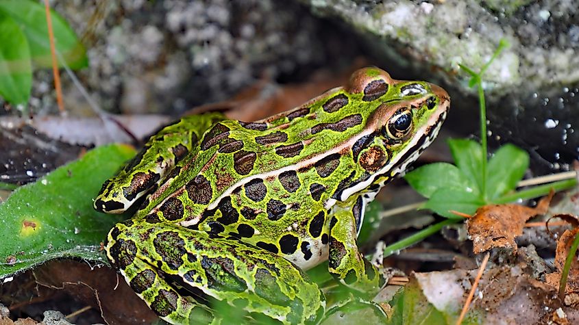 A northern leopard frog (Lithobates pipiens)