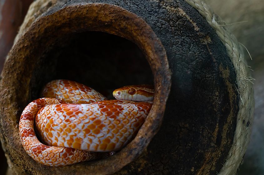 A corn snake (Pantherophis guttatus)