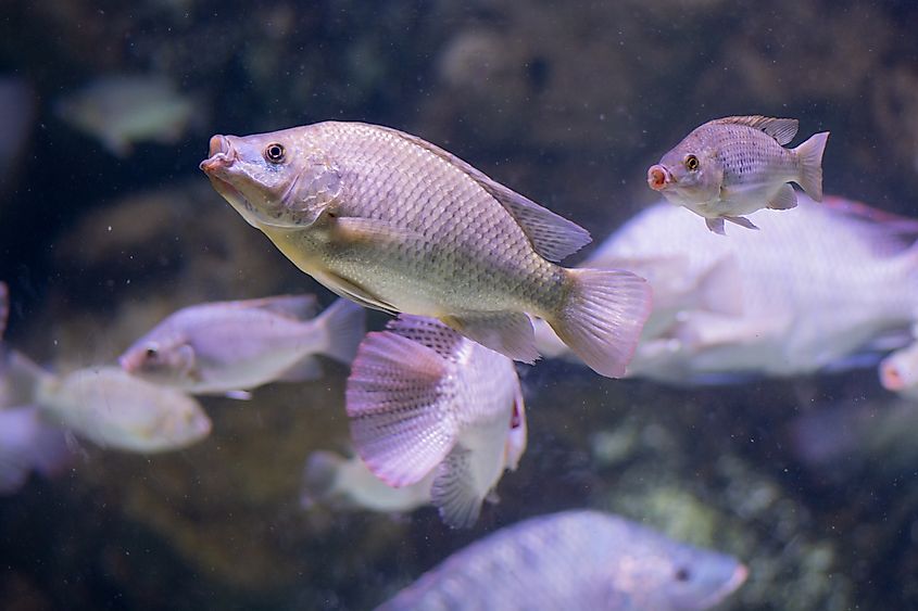 A small school of blue tilapia (Oreochromis aureus)