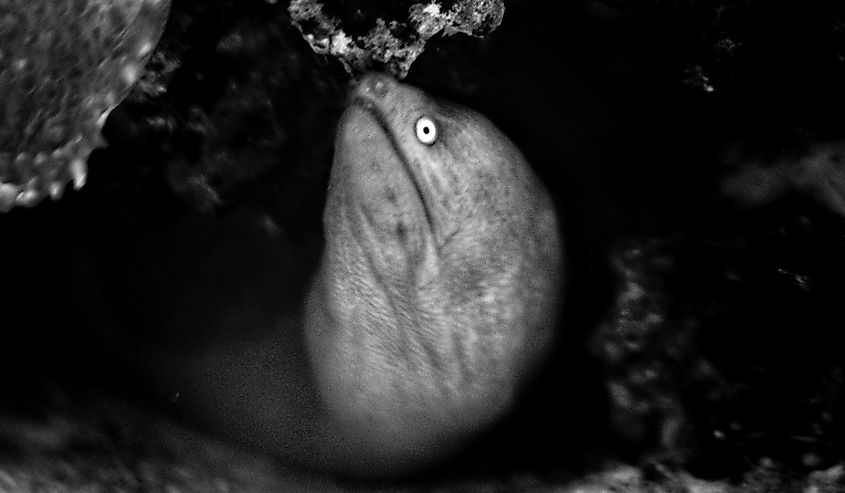 Closeup of an electric eel in water shot in black and white.