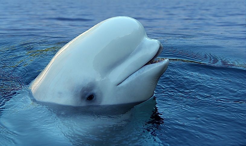 Close-up of a smiling beluga.