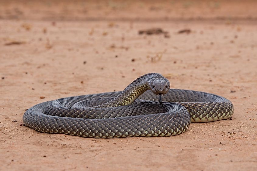 A mulga snake (Pseudechis australis)