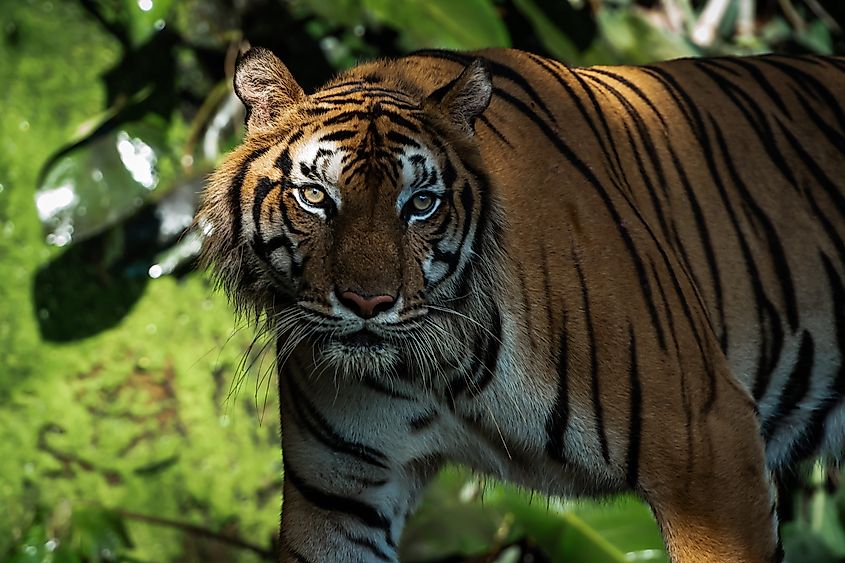 An Indochinese tiger (Panthera tigris corbetti)