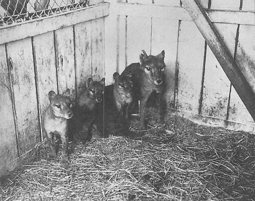 A thylacine with three cubs in 1909.