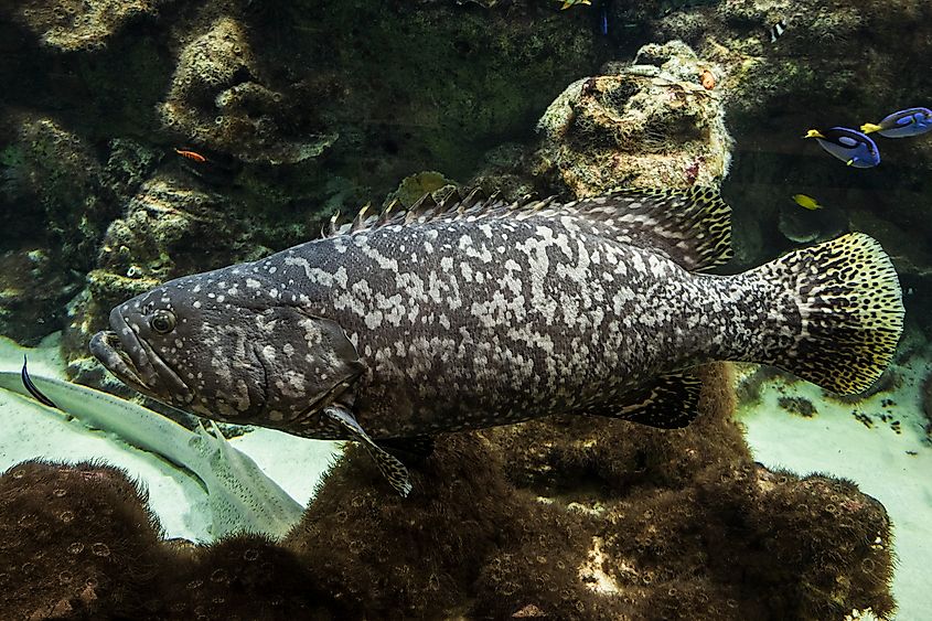 A goliath grouper (Epinephelus itajara)
