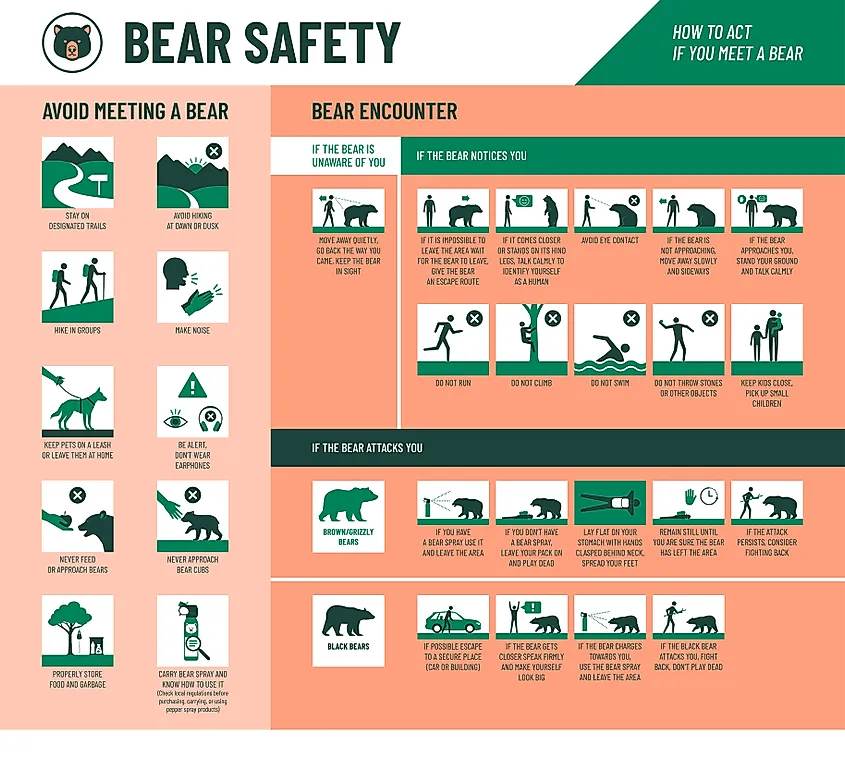 An infographic explaining what to do when encountering a black or grizzly bear