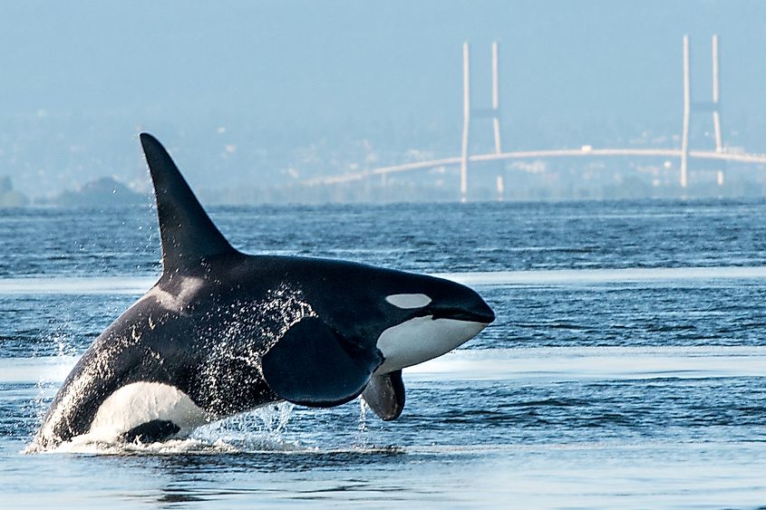 An orca (Orcinus orca)