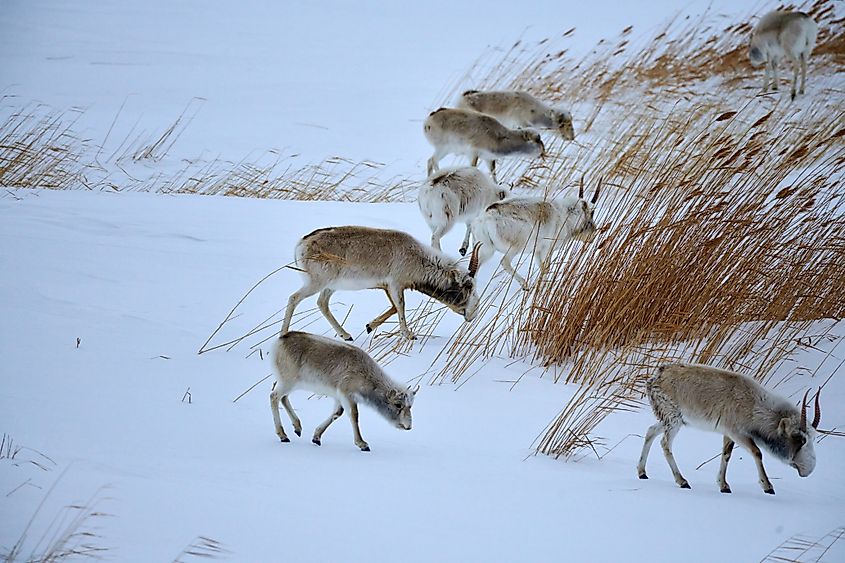 Saiga antelope grazing in the steppe. Saiga antelope or Saiga tatarica. The saiga antelope is a large herbivore of Central Asia, found in Kazakhstan, Mongolia, the Russian Federation. Via Shutterstock / Yerbolat Shadrakhov.