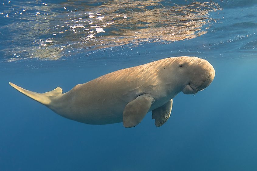 A dugong (Dugong dugon)