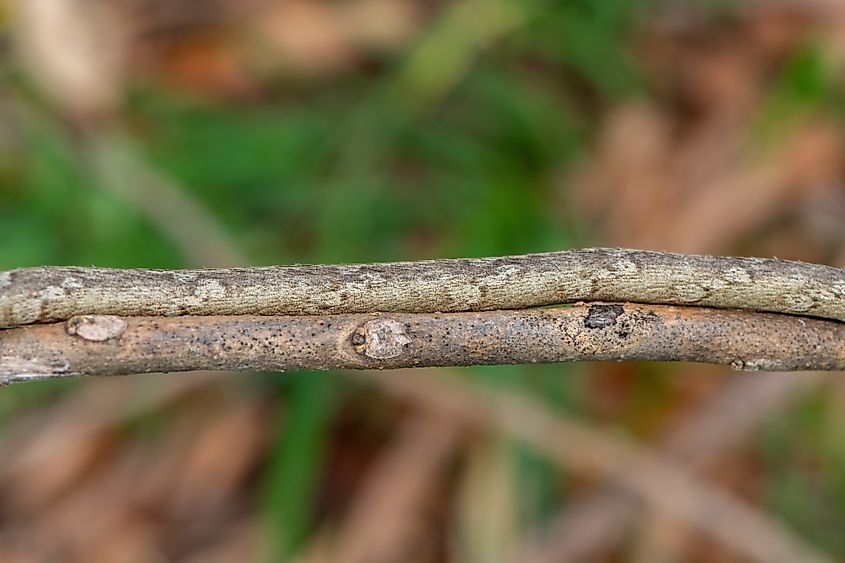 A camouflaged southern vine snake (Thelotornis capensis)