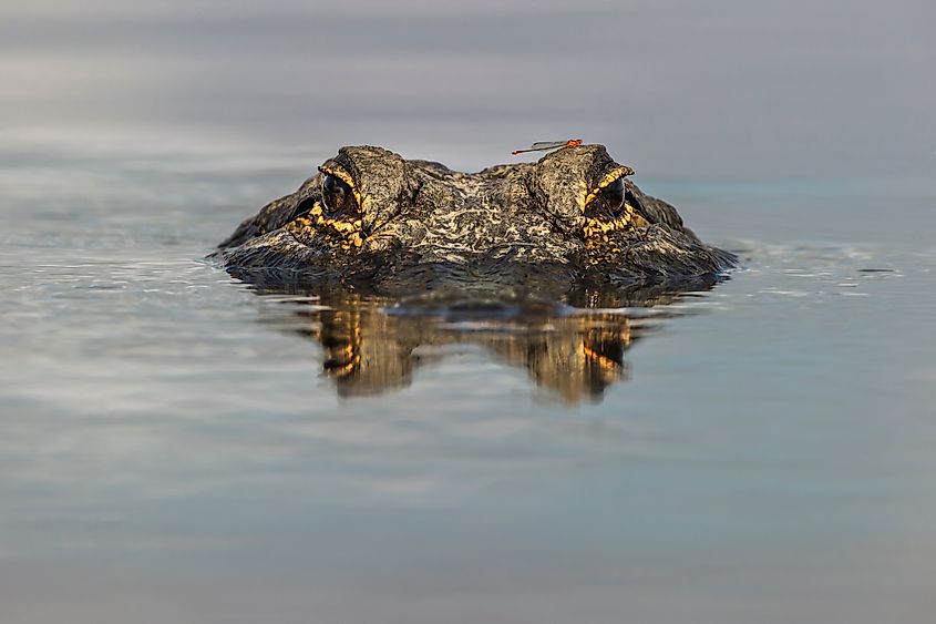 An American alligator resting at the water's edge.