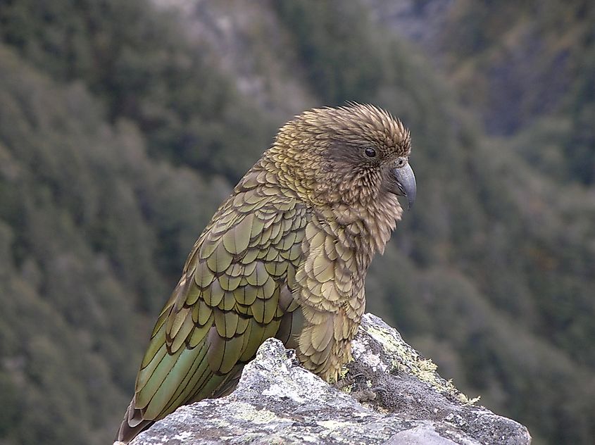 A kea (Nestor notabilis)