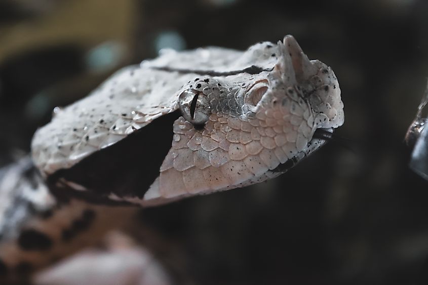 A rhinoceros viper (Bitis nasicornis)