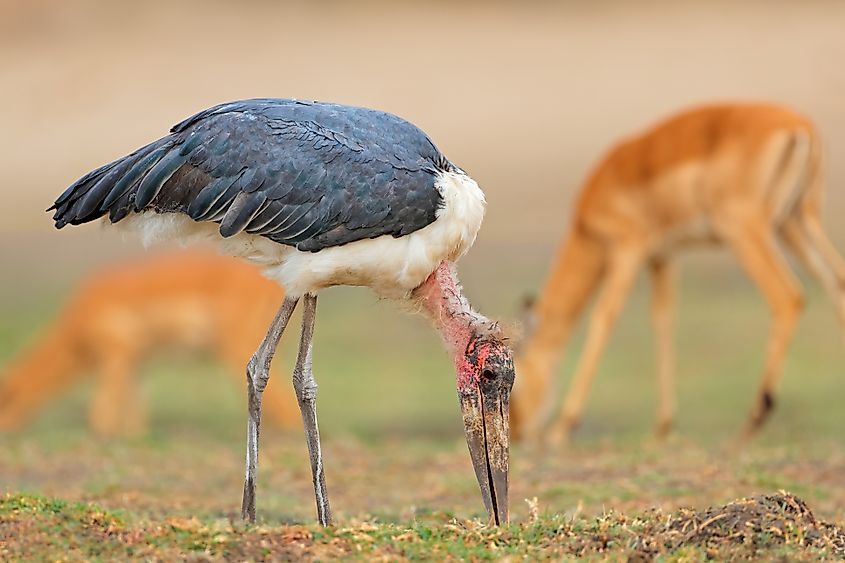 A marabou stork (Leptoptilos crumenifer)
