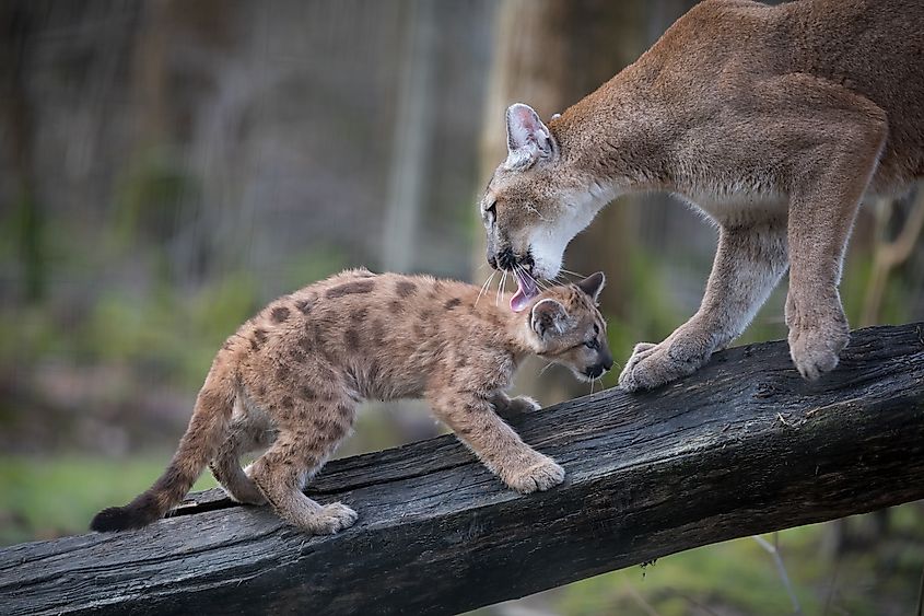 A mountain lion kitten with its mother