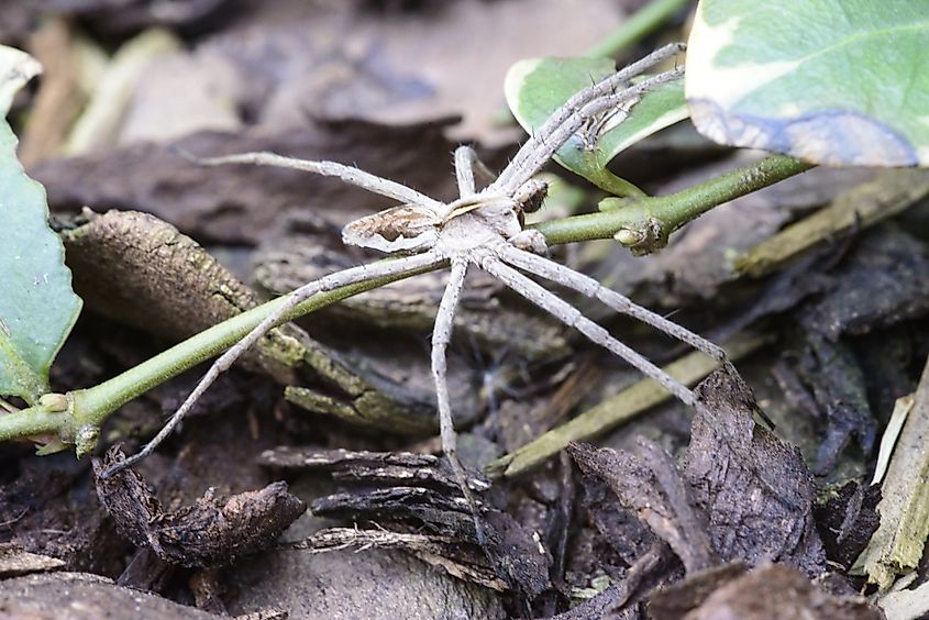 A brown recluse (Loxosceles reclusa)