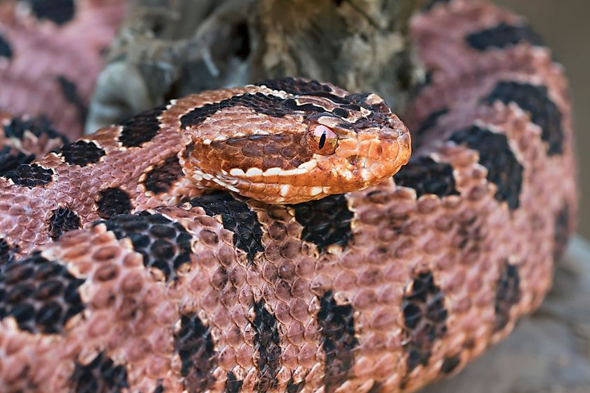 A Carolina pygmy rattlesnake coiled on the ground.