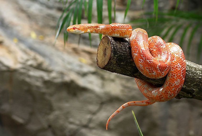 A corn snake (Pantherophis guttatus)