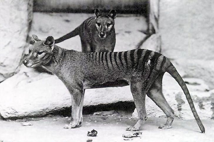 A pair of Tasmanian tigers in 1902.