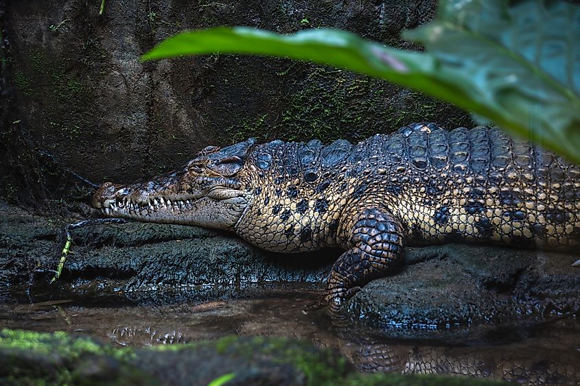 A saltwater crocodile (Crocodylus porosus)