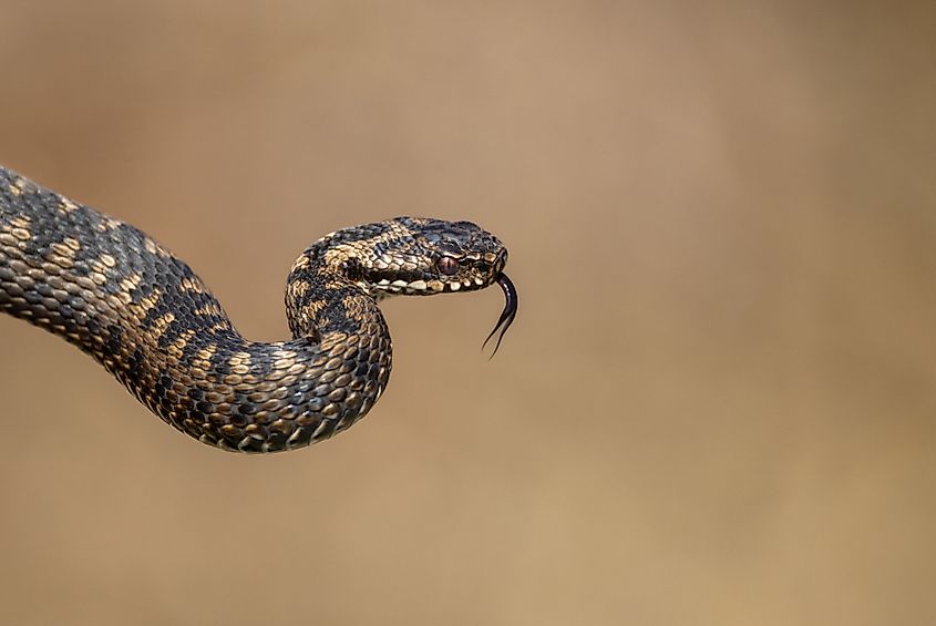 A European adder (Vipera berus)