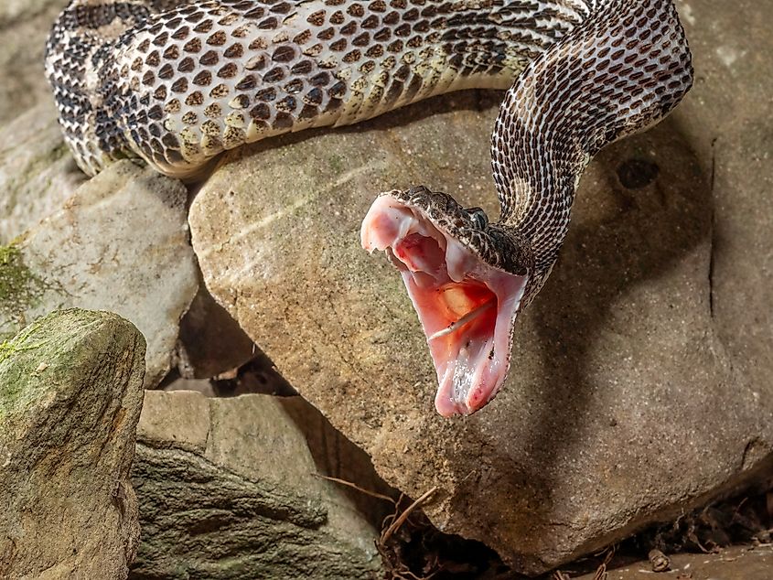 A Timber rattlesnake hissing