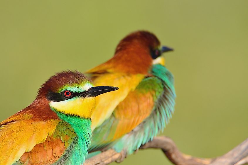 A European bee-eater perched on a branch.