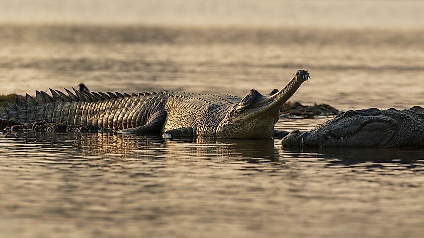 A rare Gharial and a Marsh crocodile