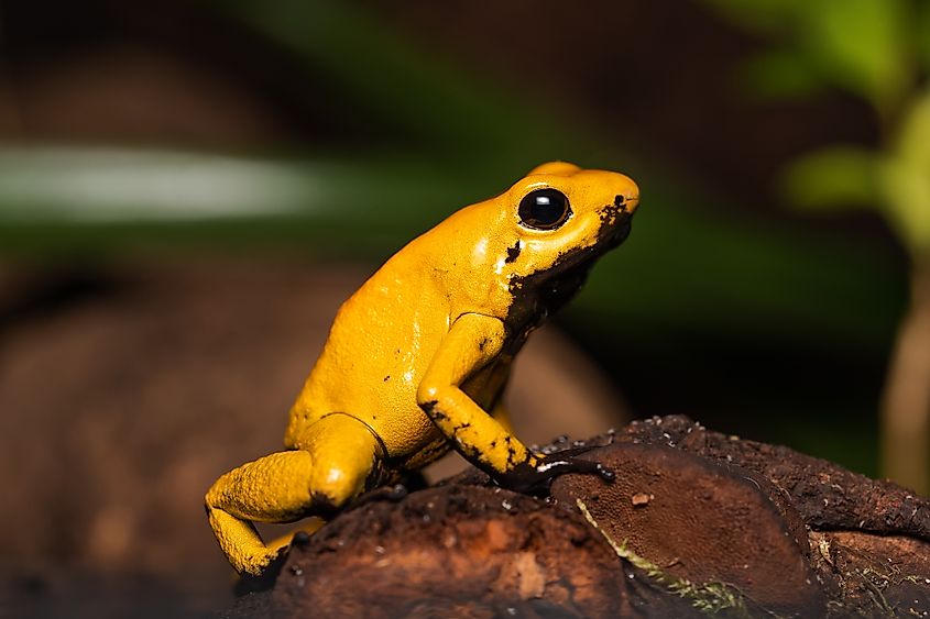 A golden poison frog (Phyllobates terribilis)