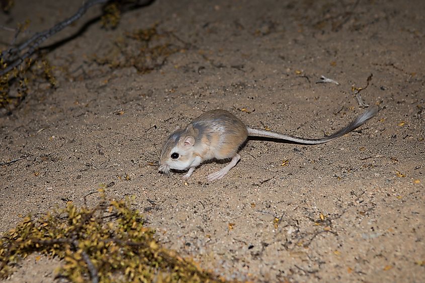 A kangaroo rat in desert sand.