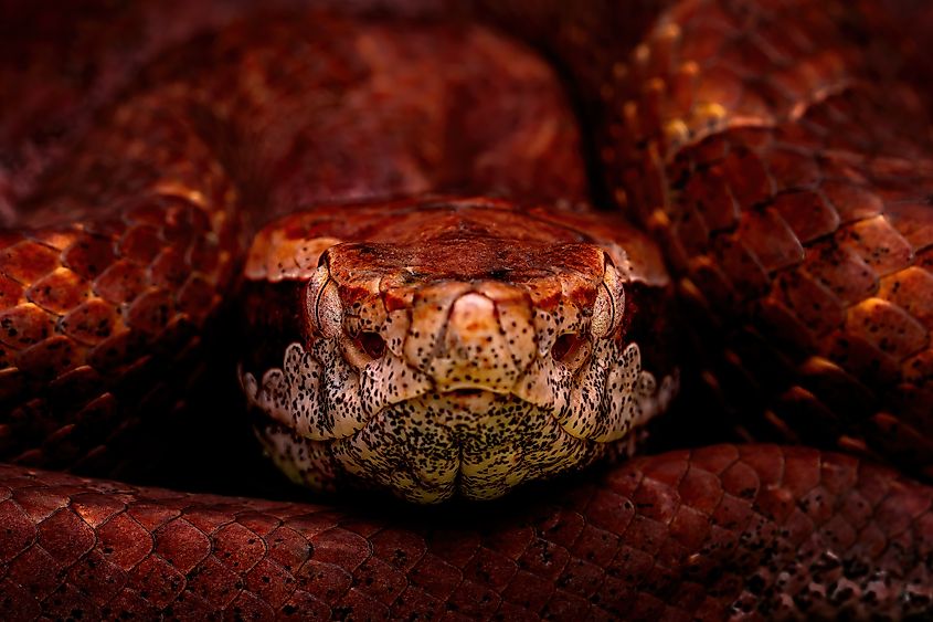A Malayan pit viper (Calloselasma rhodostoma)