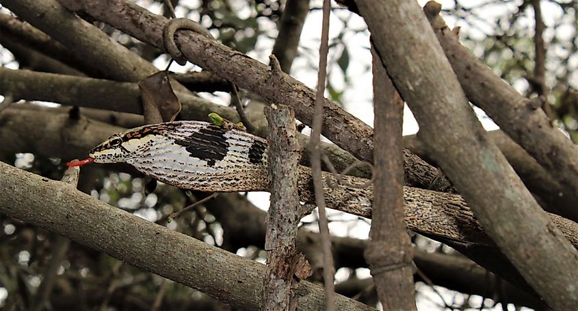 A southern vine snake (Thelotornis capensis)