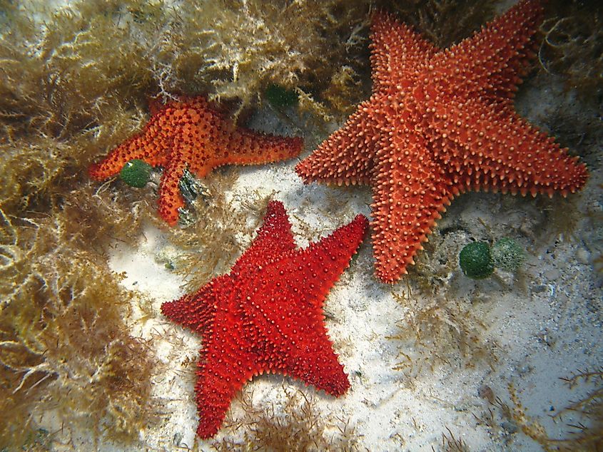 A starfish with five arms