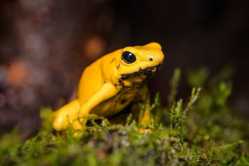 A golden poison frog (Phyllobates terribilis)