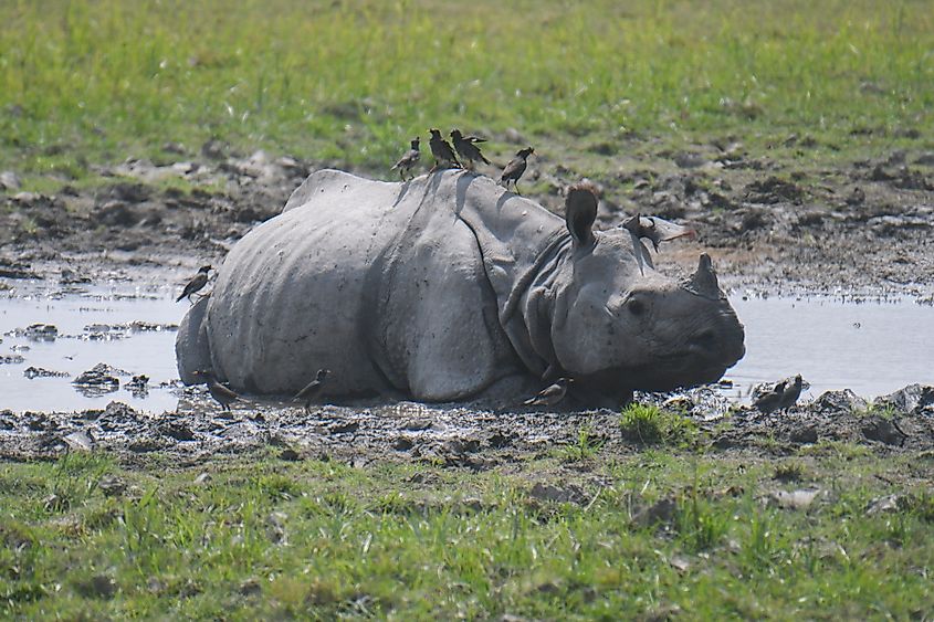 Indian rhino wallowing in the mud