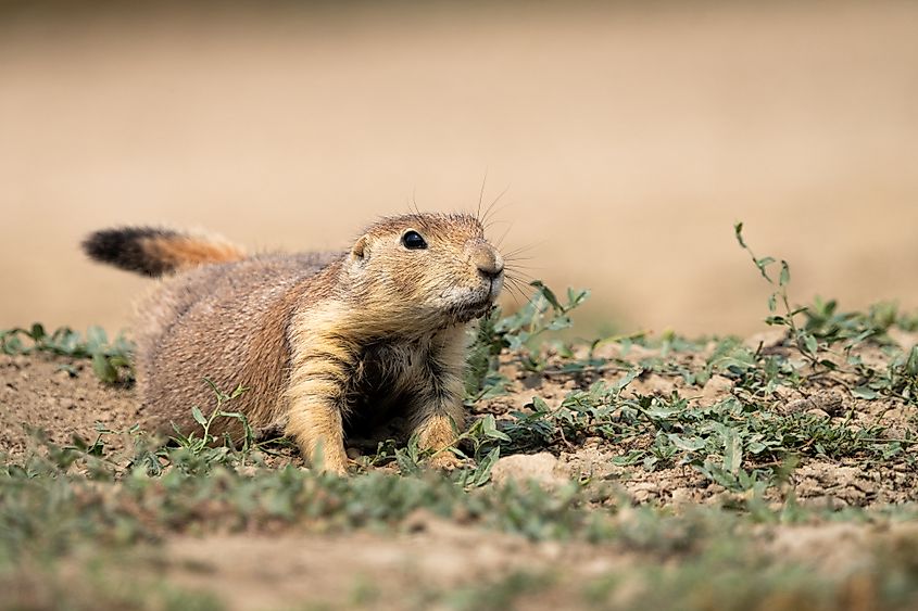 A black-tailed prairie dog (Cynomys ludovicianus)