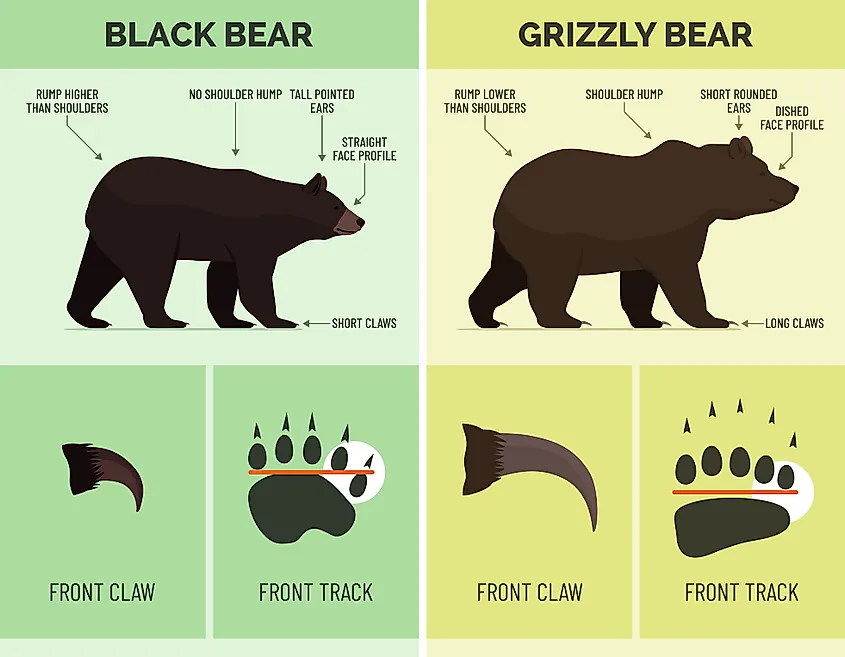 An infographic illustrating the differences between a black bear and grizzly bear