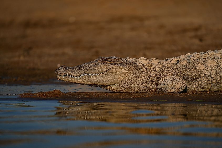 A mugger crocodile (Crocodylus palustris)