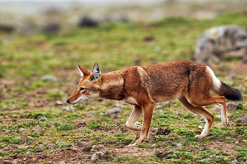 An Ethiopian wolf (Canis simensis)