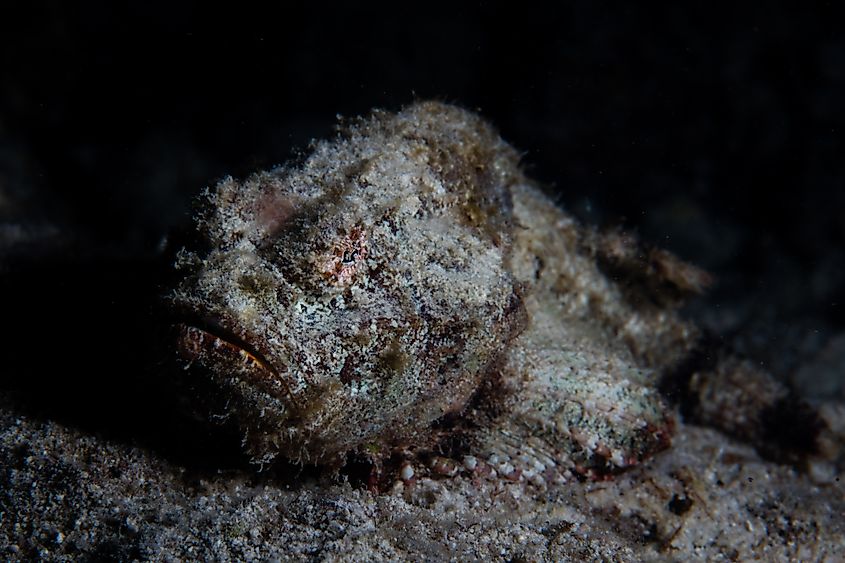 A devil scorpionfish (Scorpaenopsis diabolus)