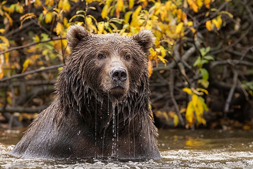 A Kodiak bear (Ursus arctos middendorffi)