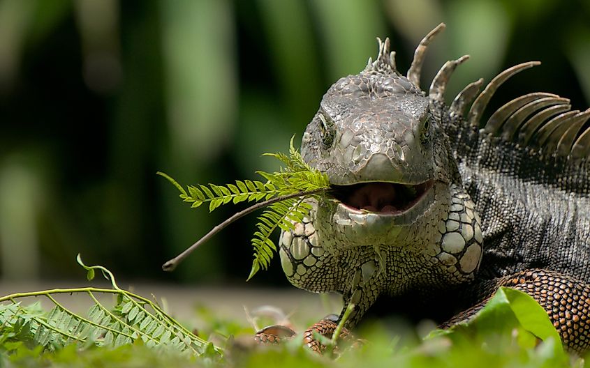 A close-up photo of a large green iguana eating leaves in a lush green environment.