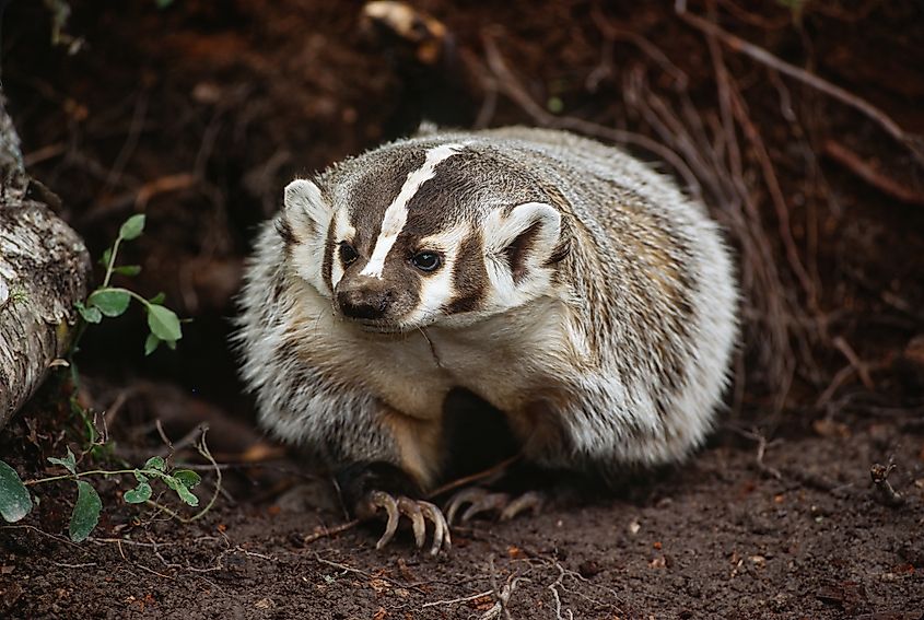 An American badger (Taxidea taxus)