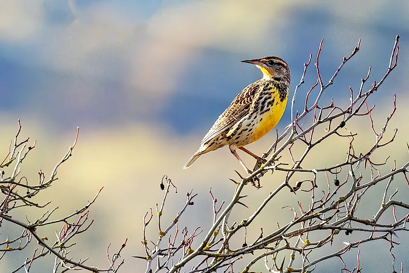 A western meadowlark (Sturnella neglecta)