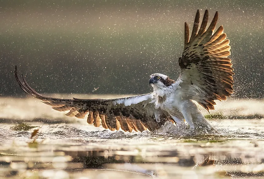 An osprey (Pandion haliaetus)