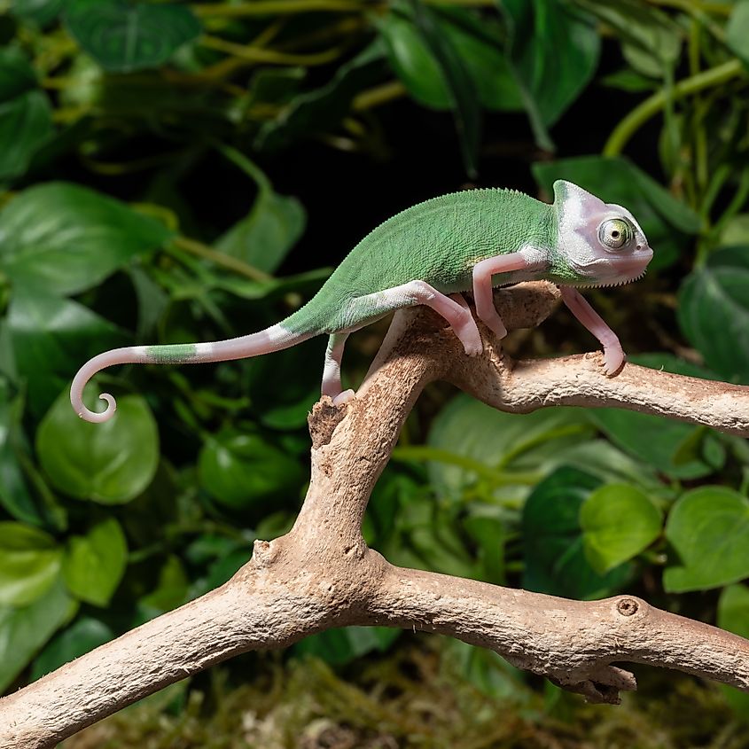 Veiled Chameleon.