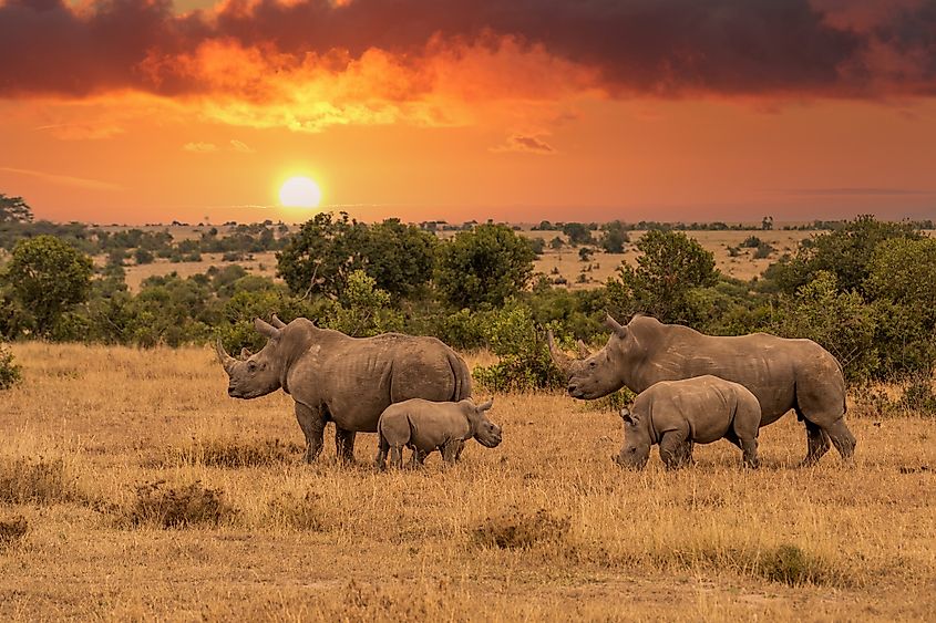 A group of white rhinos