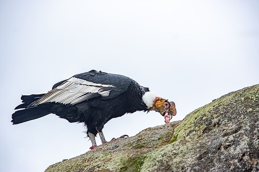 A feeding Andean condor (Vultur gryphus)