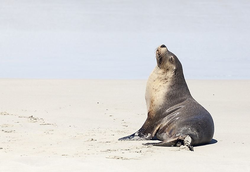 A fur seal hauled out on the rocks.