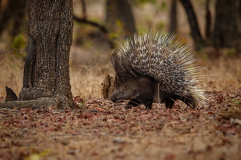 A porcupine